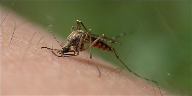 pero-que-mosquito-les-ha-picadop1